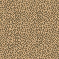 leopard pattern texture skin animal fur print cheetah fabric wild tiger brown seamless cat wildlife nature jaguar Royalty Free Stock Photo